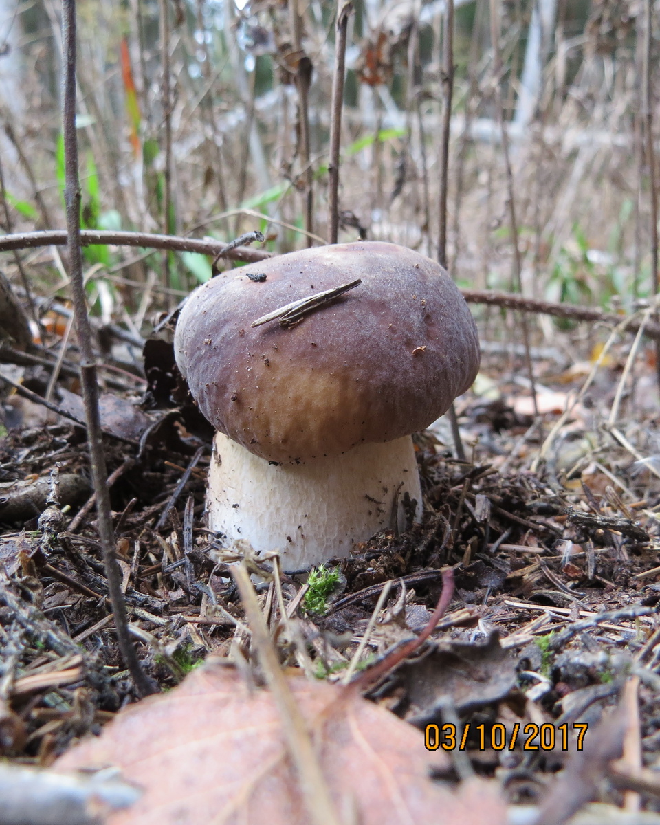 Фото автора , архив. Вот в 2017 последние белые у меня были 3 октября.