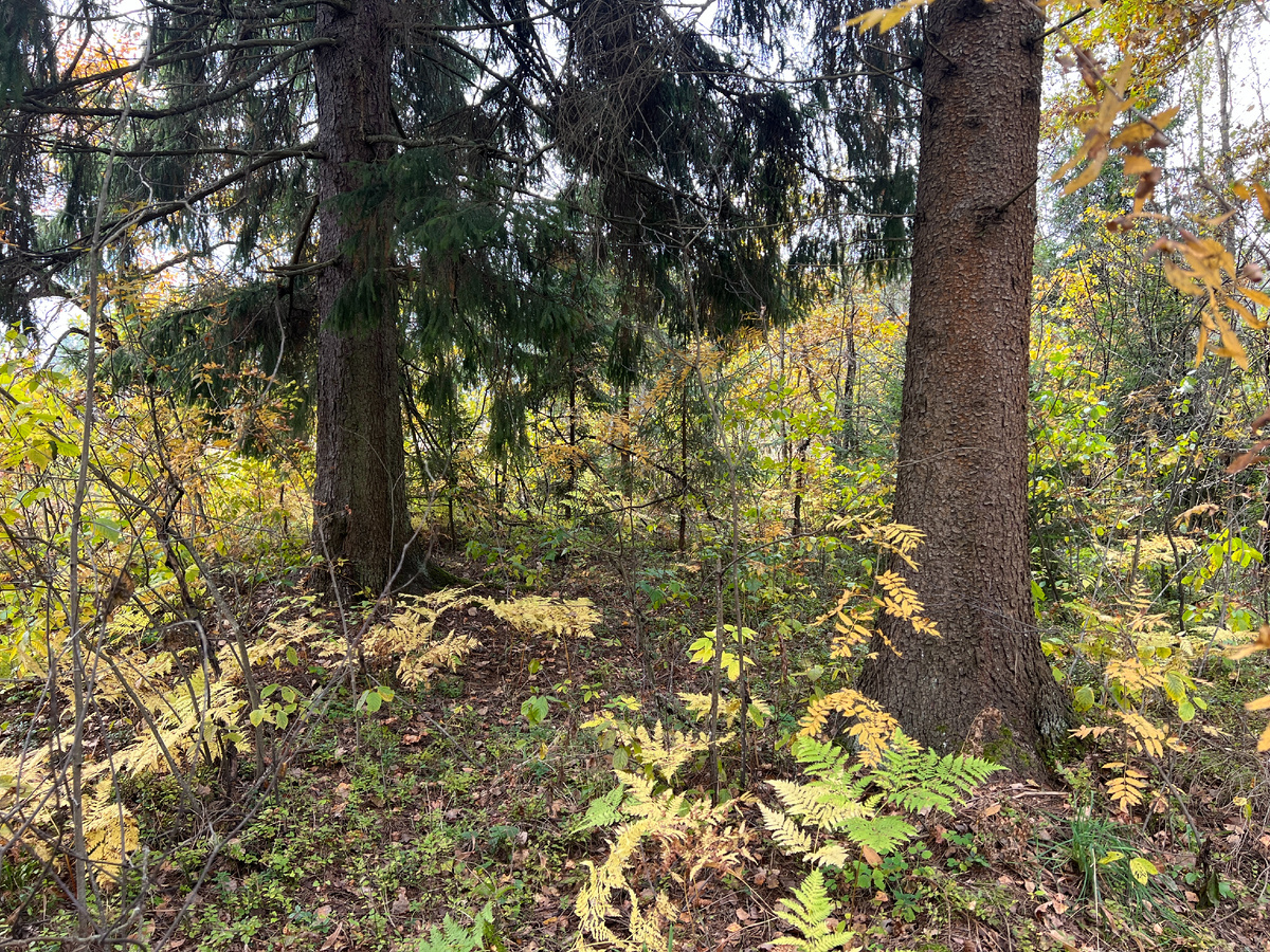 Зашла к этим елкам на опушке за рядовками, рядвки были - см. дальше