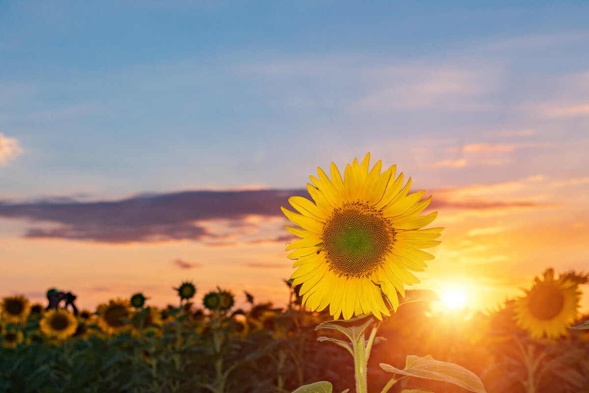    К чему снится подсолнух 123RF/legion-media.ru