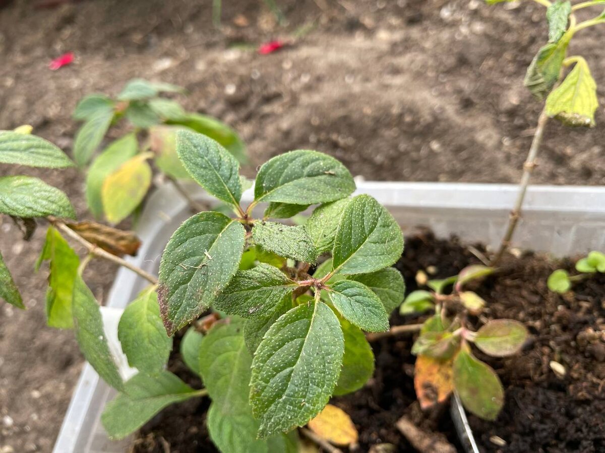 Саженцы метельчатых гортензий, которые были укоренены весной. Еле-еле душа в теле. Фото автора