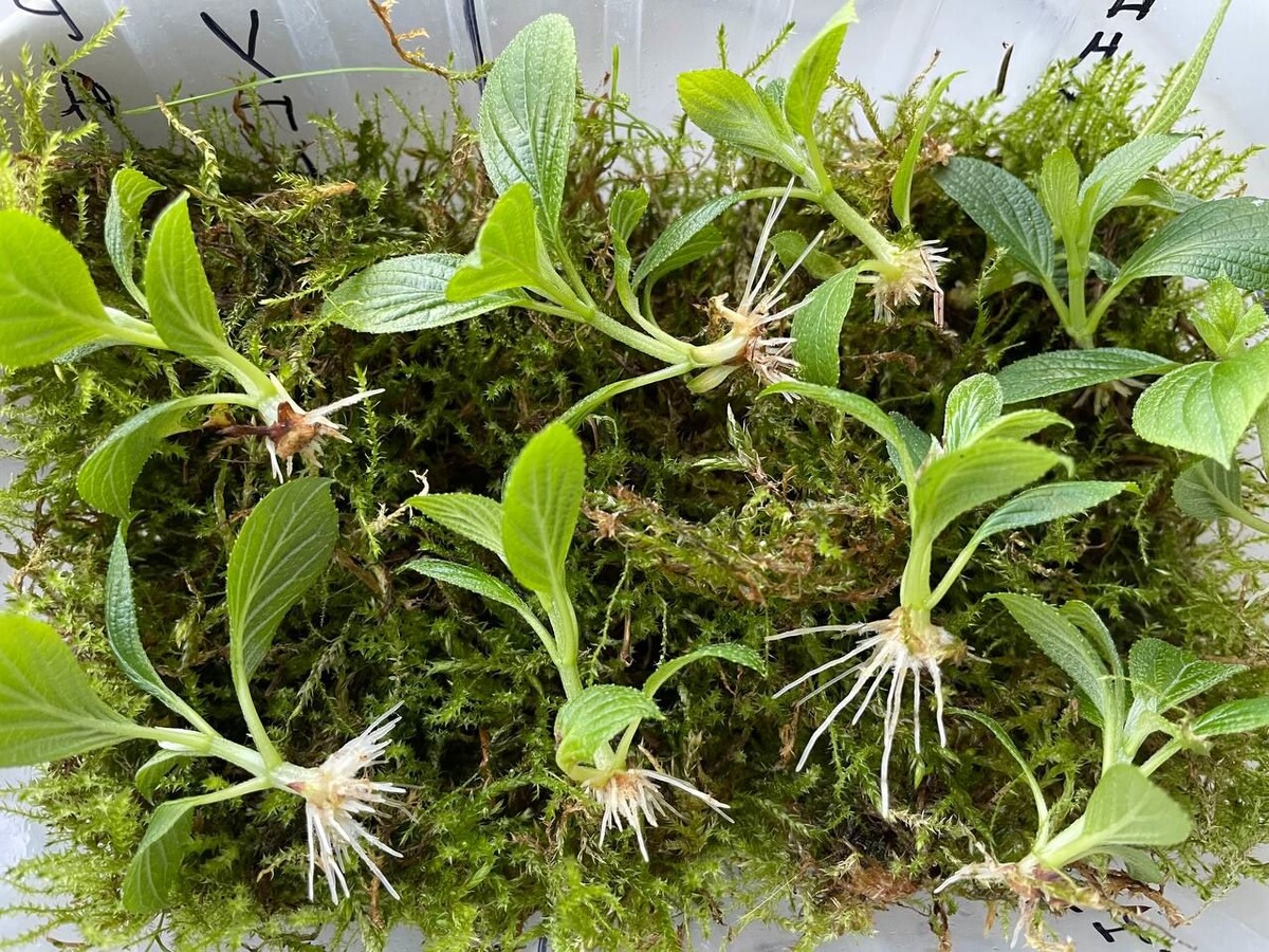 Дома им было хорошо: сытно, светло и влажно. Результат черенкования во мху. Фото автора