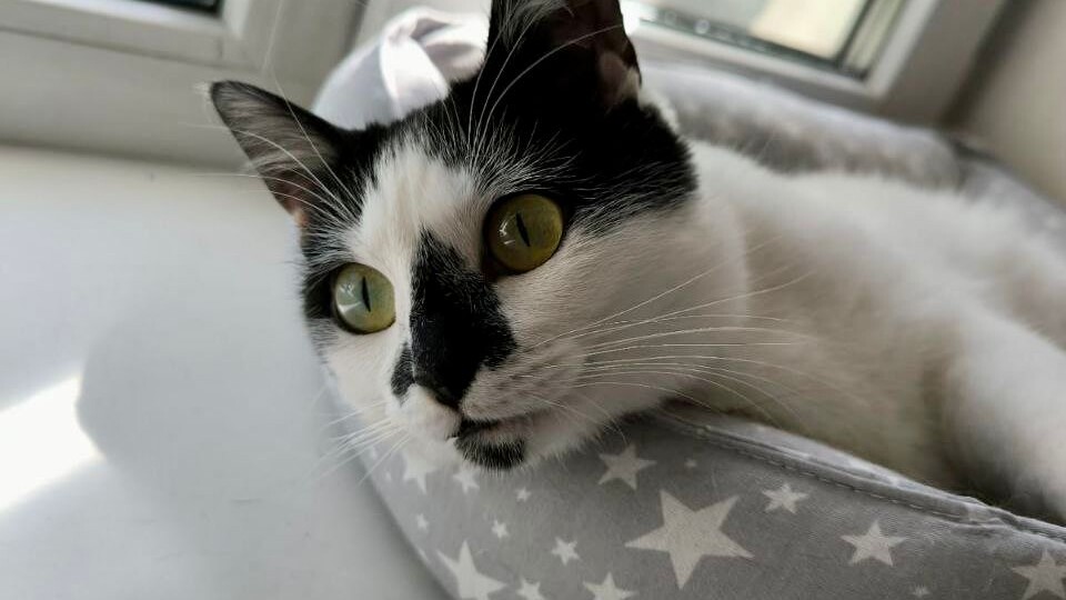 Год назад, когда в морозы мы спасли её с улицы