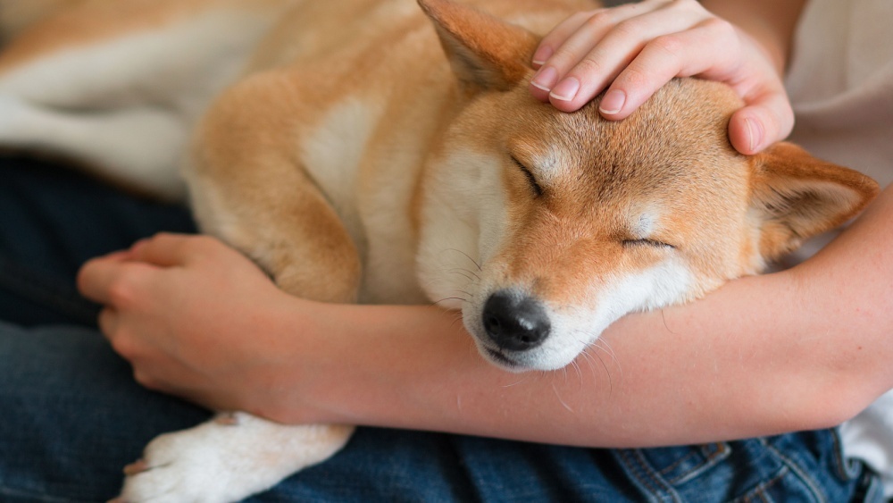     Фото: Elena Shvetsova/Shutterstock/FOTODOM