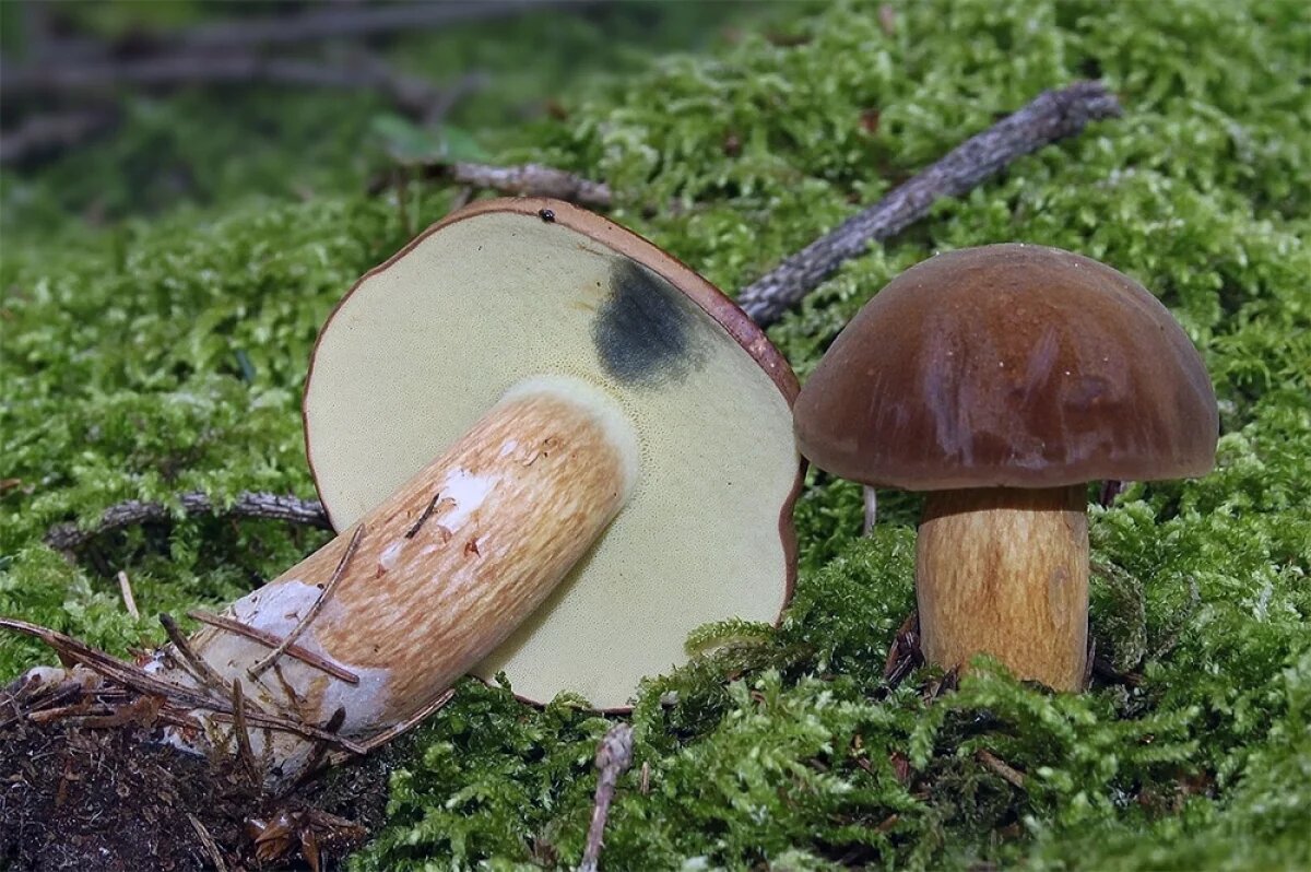    Миколог Дьяков объяснил, когда в Центральной России перестанут расти грибы