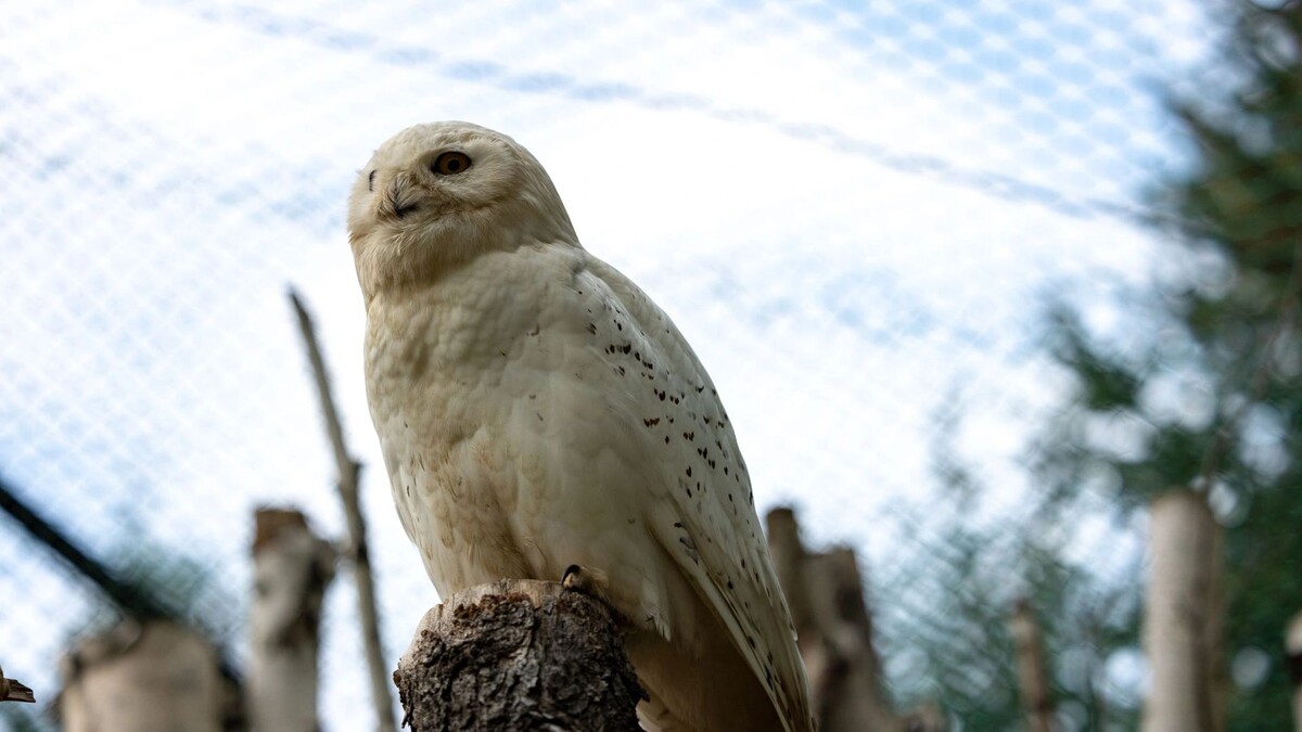    Фото: Сергей Зубков / «Ямал-Медиа»