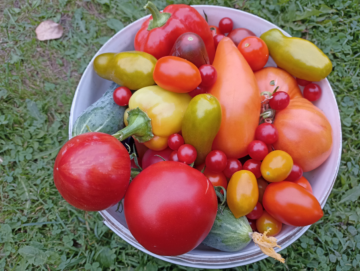 Овощные обрезки и листья - отличные компоненты для компоста. Фото автора