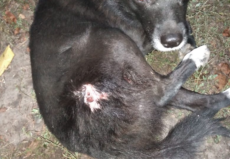 Расстреляли бездомную собаку!!!