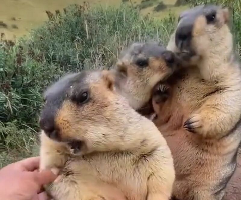 скриншот видео