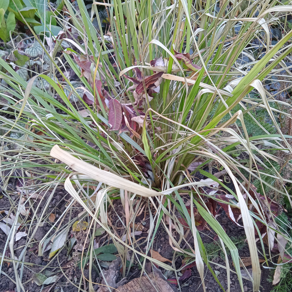 даже мискантус замерз