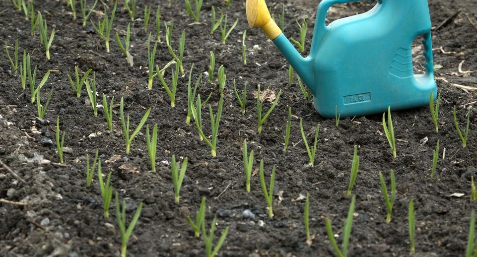    Nikolay Gyngazov / www.globallookpress.com