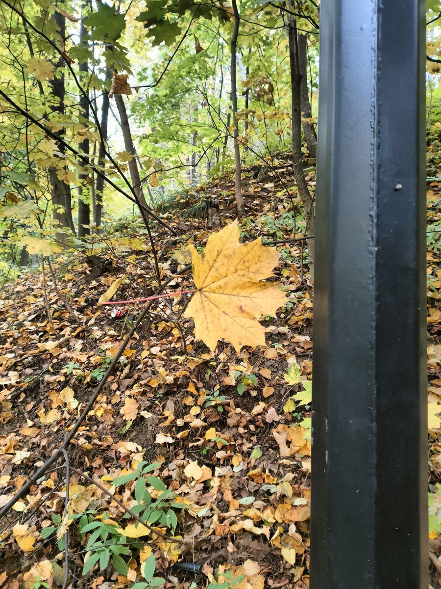 Ливетирующий листок