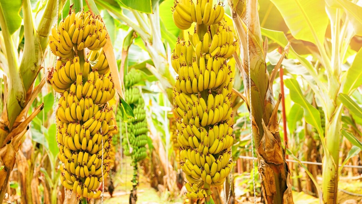    Фото: Parilov/Shutterstock/Fotodom