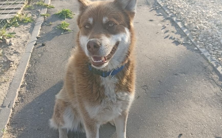 Приговор из-за хвоста. Бездомного хаски Джека выкинули за город, чтобы спасти жизнь