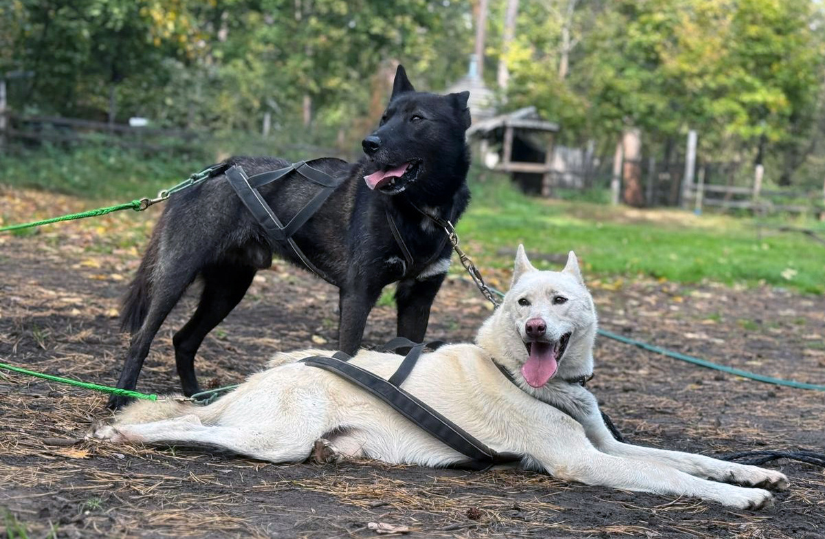 Аляскинские Хаски Уйат и Смоки
