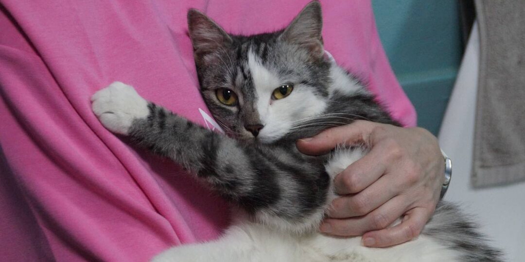 UPD. ПОЕХАЛ ДОМОЙ!..... Кот поначалу жил в ожидании чего-то хорошего. А потом как будто понял, что не нужен