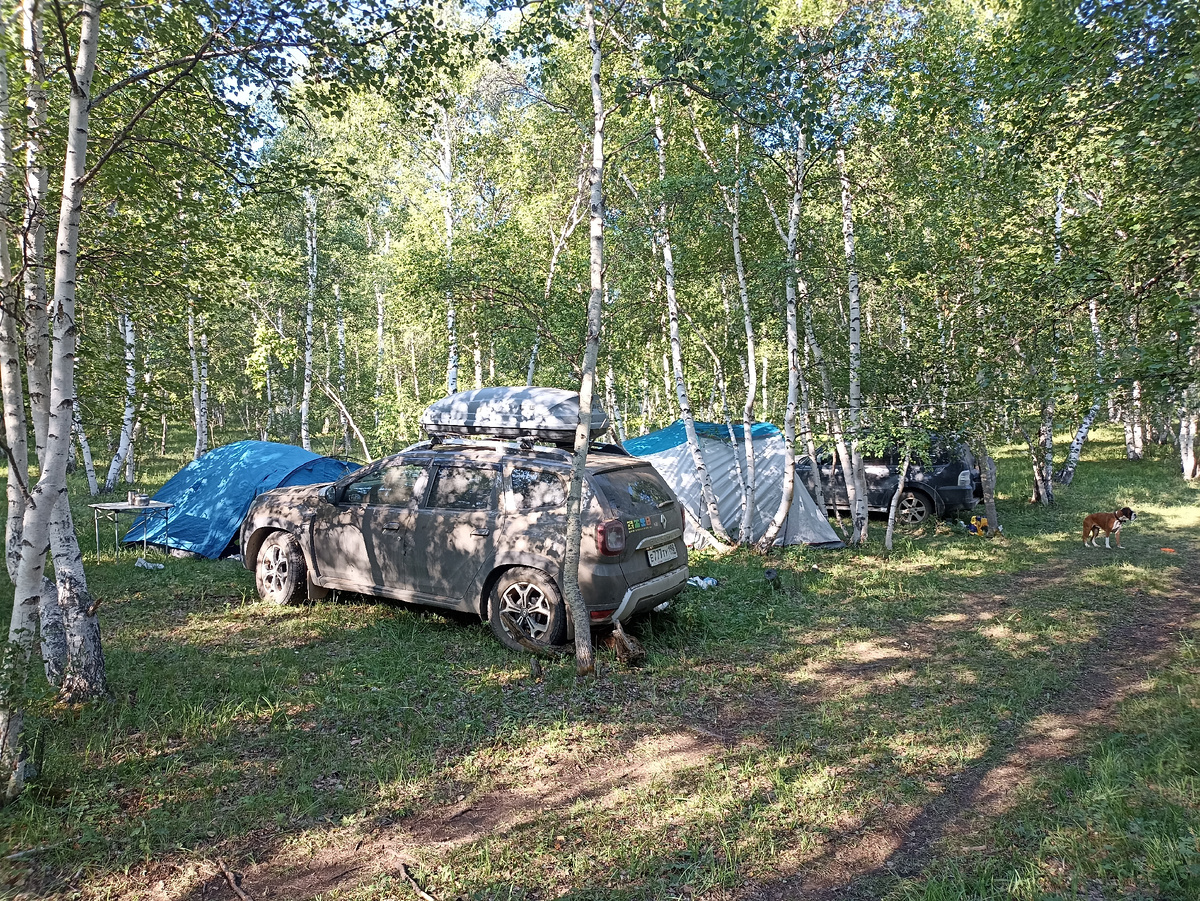 Утро в березовой роще