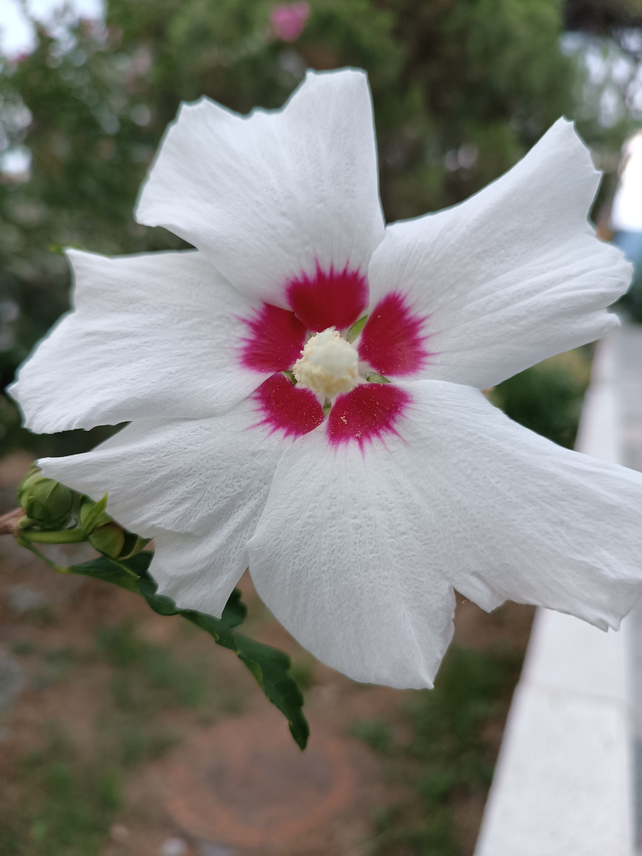 Гибискус, семейство Мальвовые, Приморский бульвар