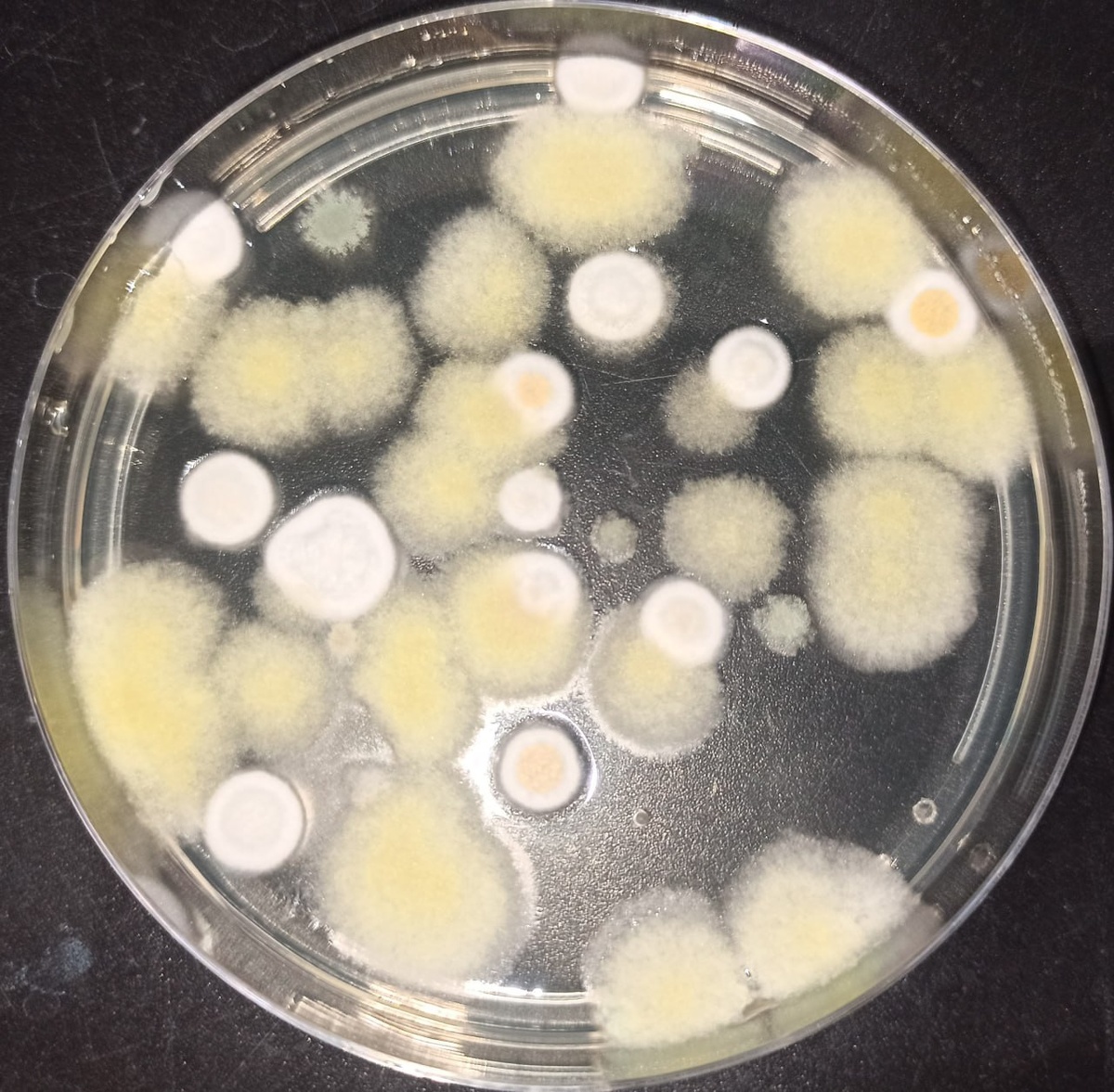 Проба воздуха из помещения, визуально без очагов плесени. 