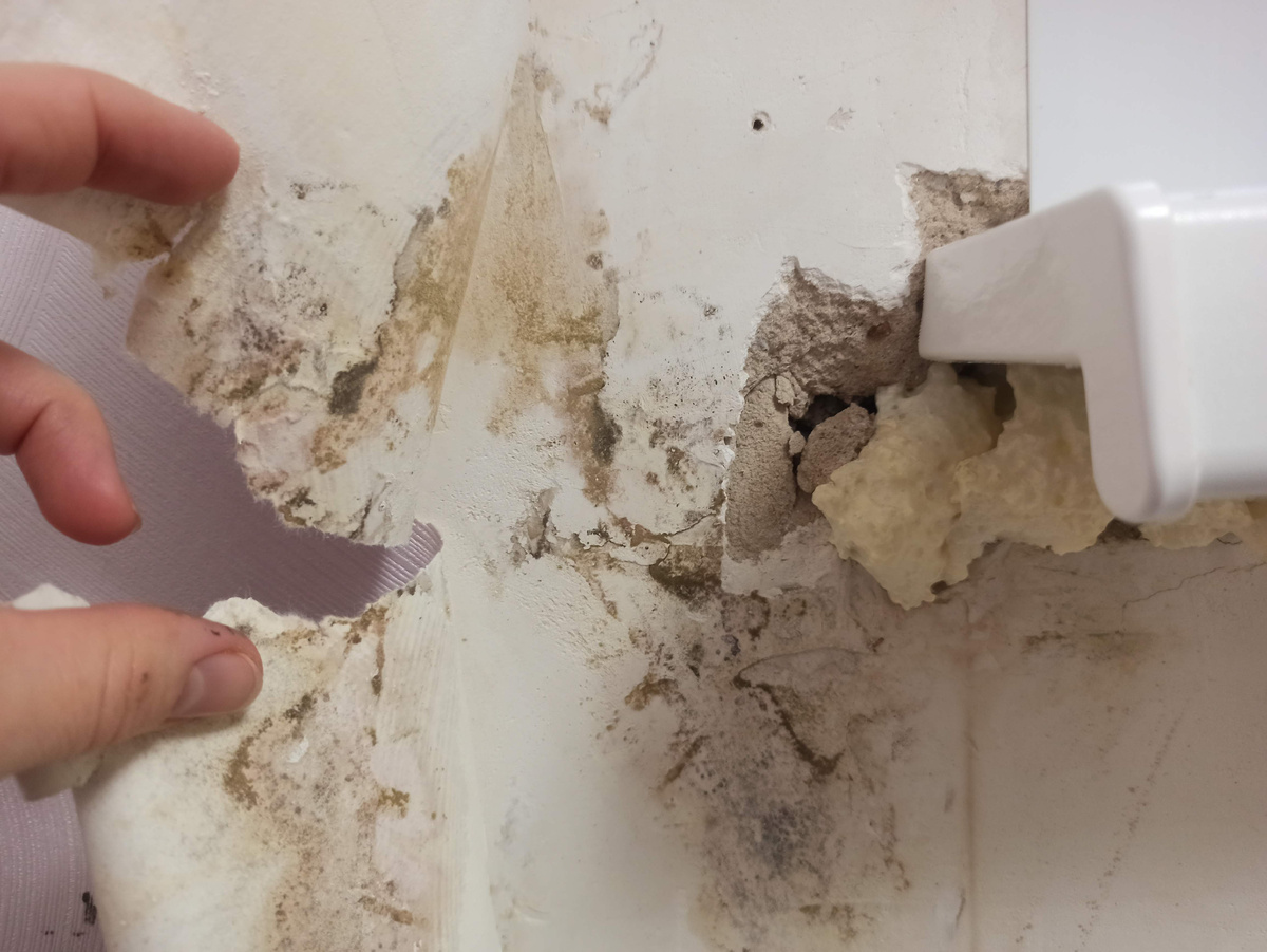 А вот и очаги плесени на ней