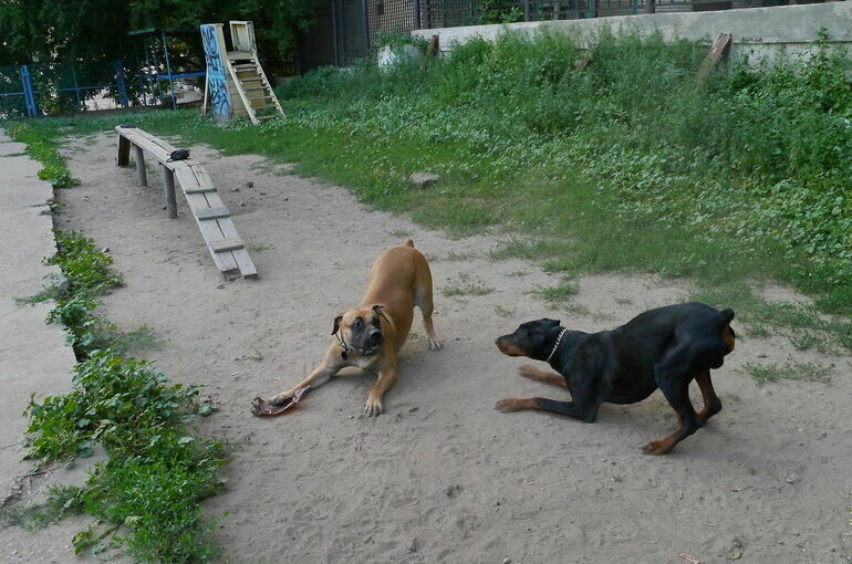   Владимир Афанасьев/ПГ