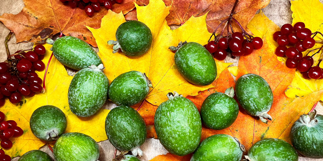 23 кг фейхоа на компот — хватит ли на сезон?