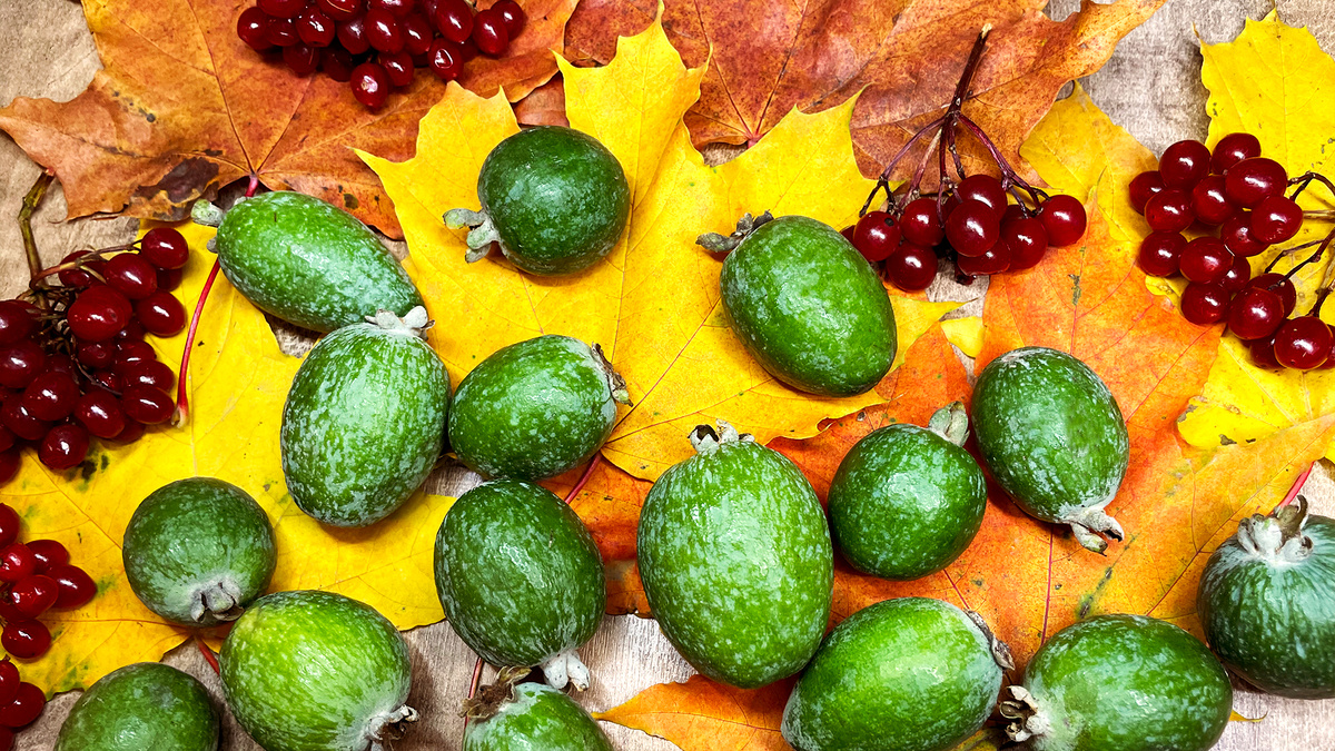 Сезон фейхоа открыт