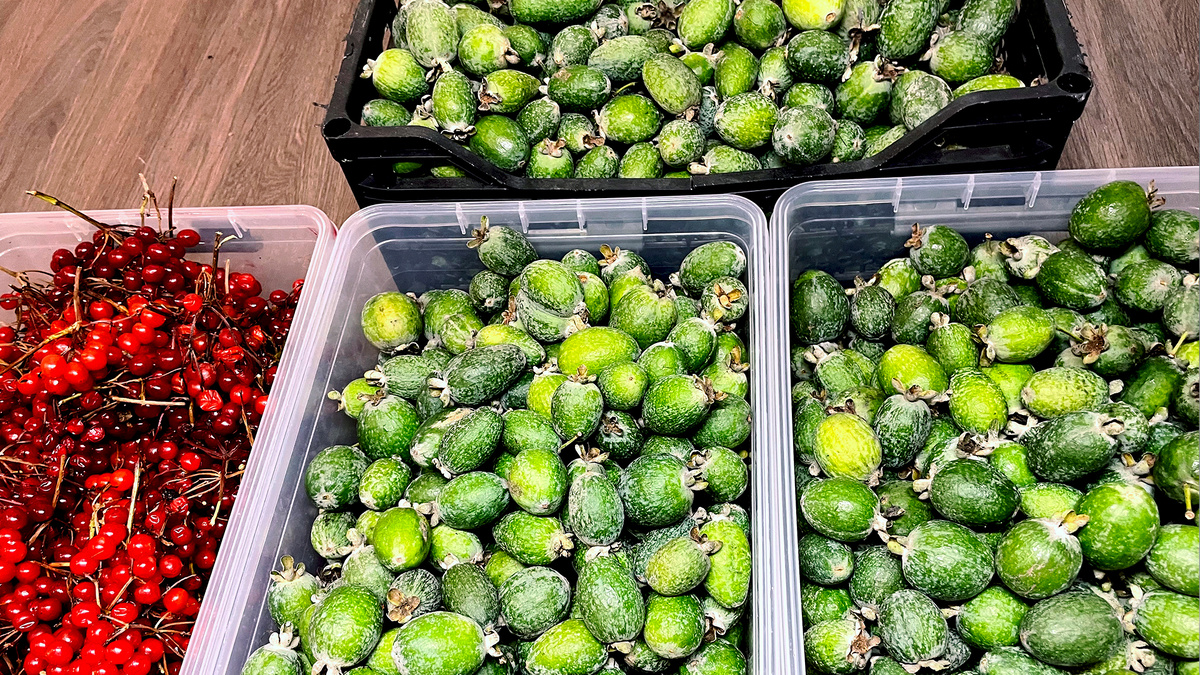 23 кг абхазской на компот