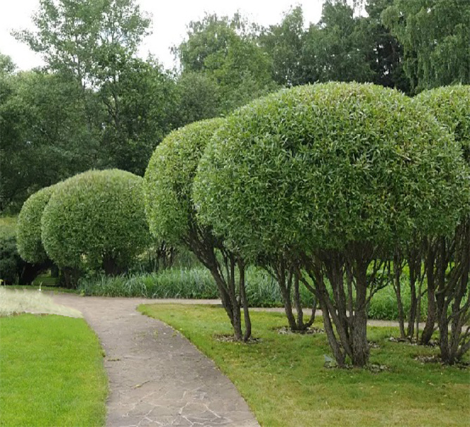 ивы стриженные в парке