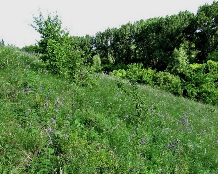     В Курской области установили границы охранной зоны «Урочища Заломное»