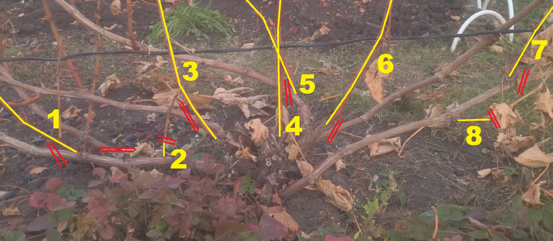 Виноградные вопросы: обрезка лозы, оидиум, посадка винограда