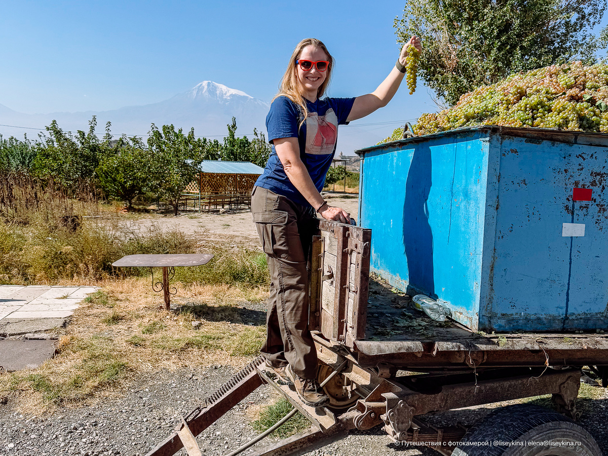 Вот целый прицеп с контейнером полным винограда я ни разу не видела, например. А в Армении это обычное дело
