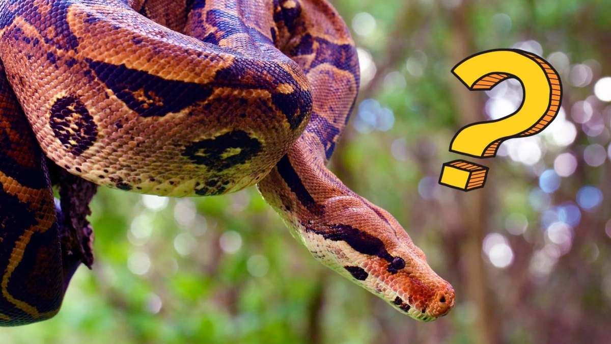 Фото с сайта: https://www.cdt.ch/lifestyle/animali/e-vero-che-i-serpenti-hanno-la-pelle-unta-263632