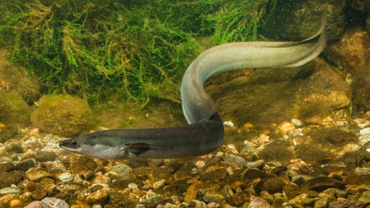 Фото с сайта: https://www.thesun.co.uk/news/8241097/fish-hyper-cocaine-river-thames/