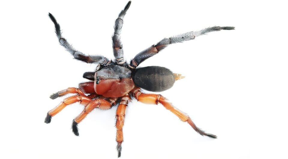   Natapot Warrit et al. / Zootaxa, 2025