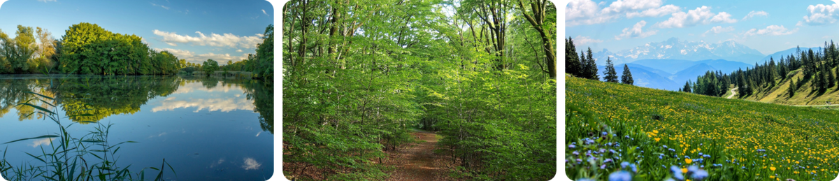 Природные комплексы: пруд, лиственный лес, луг