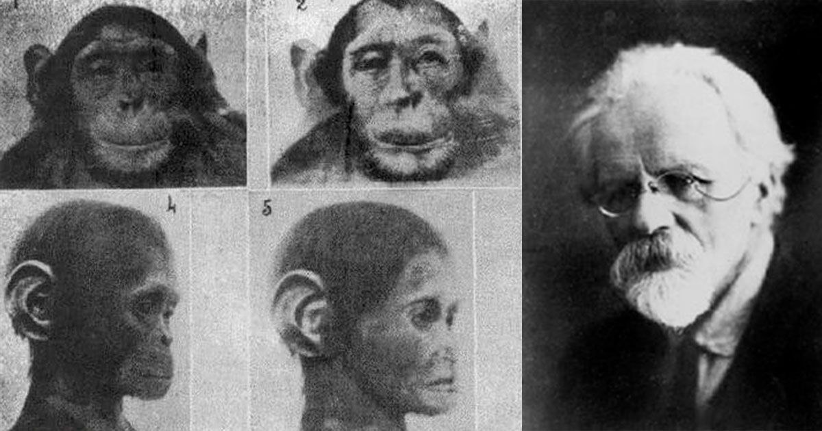    Ученый пытался искусственно осеменить самок шимпанзе человеческой спермой, но беременность не наступила