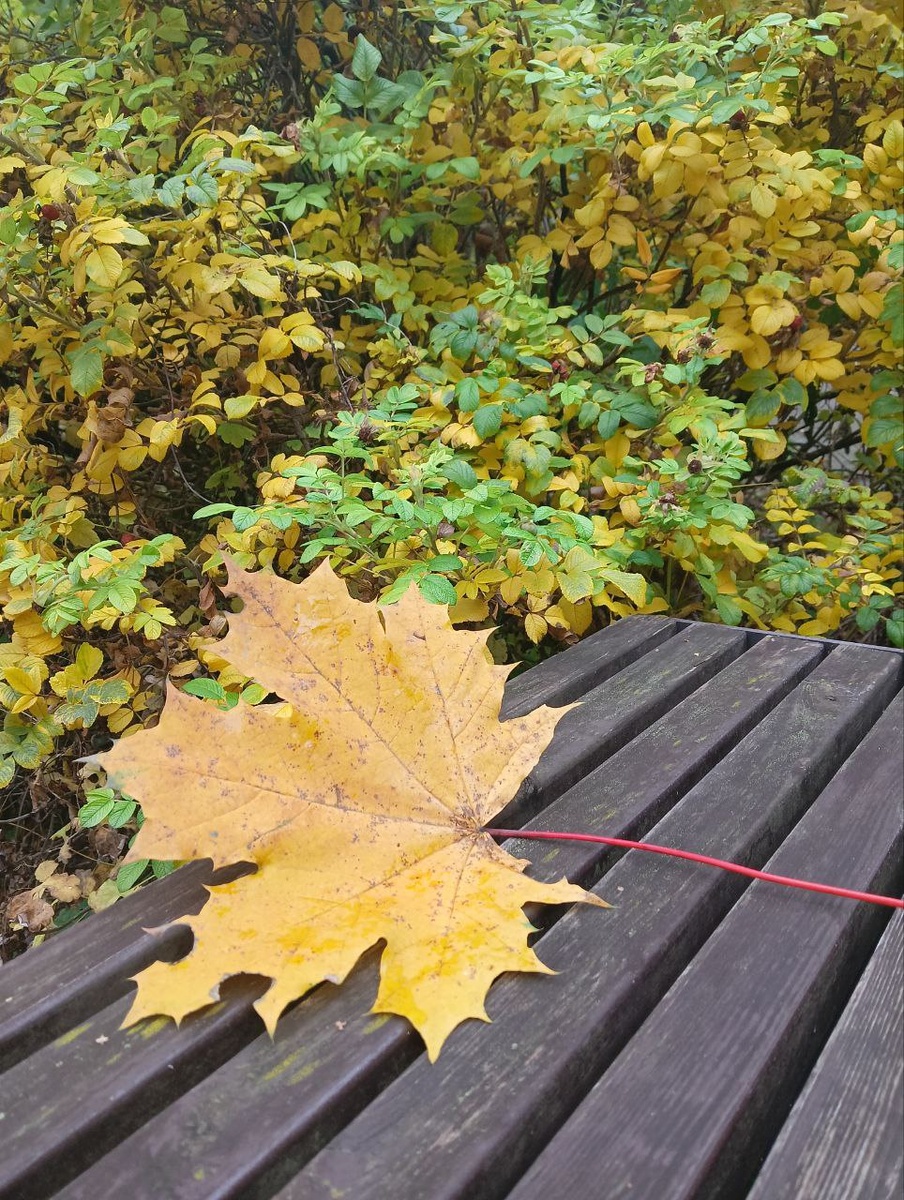 Фото Елены Шантаренко t.me/moscow_mylove