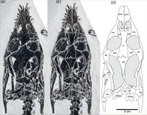 Голотипный череп каринтиязавра.