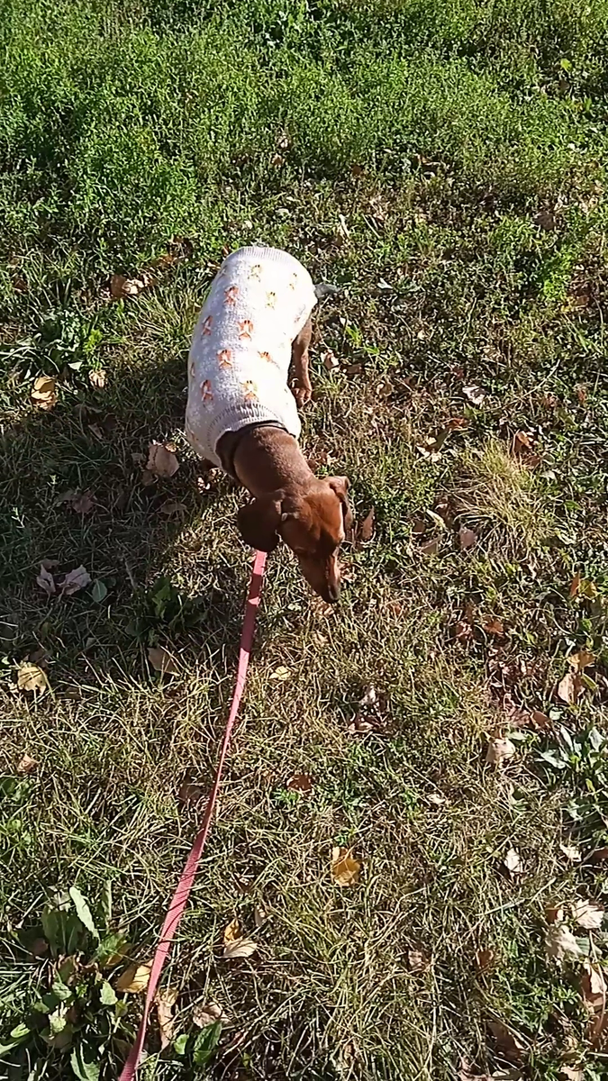 На улице прохладно, Алиса одела свитер