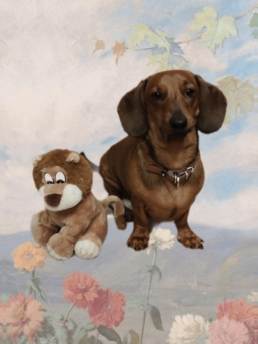 Такса Алиса