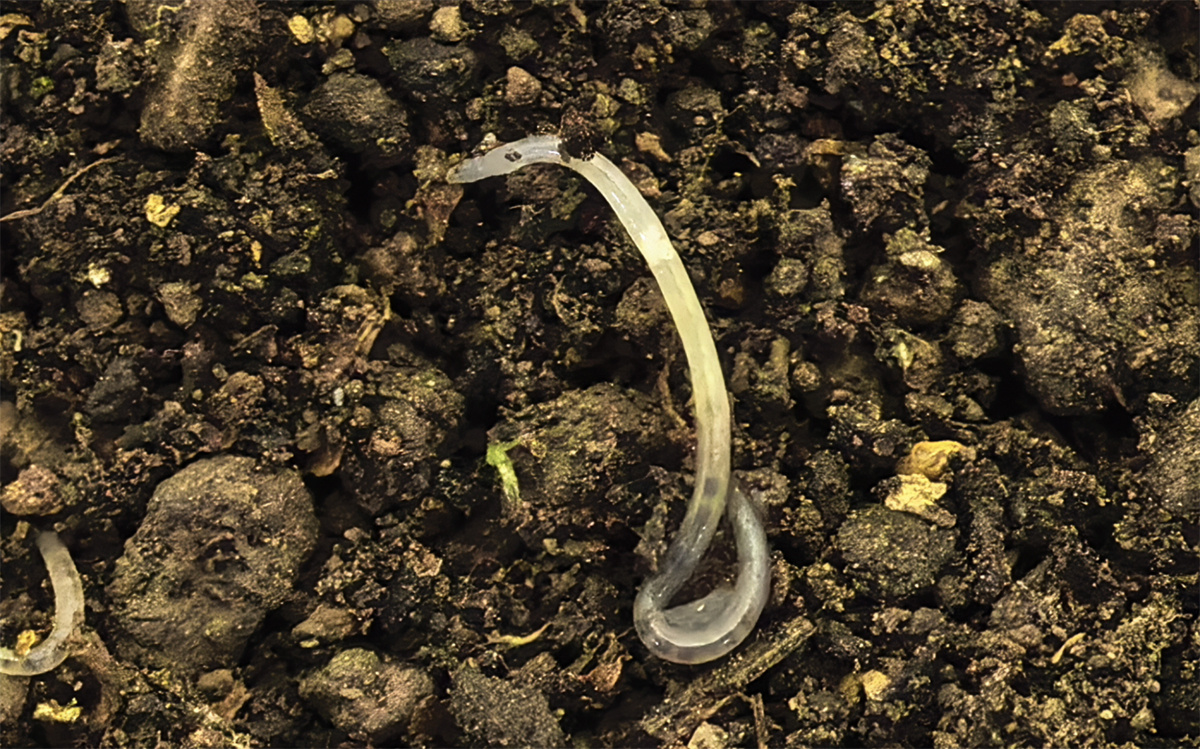 Энхитреида Fridericia sp. Фото: М.И. Дегтярёв