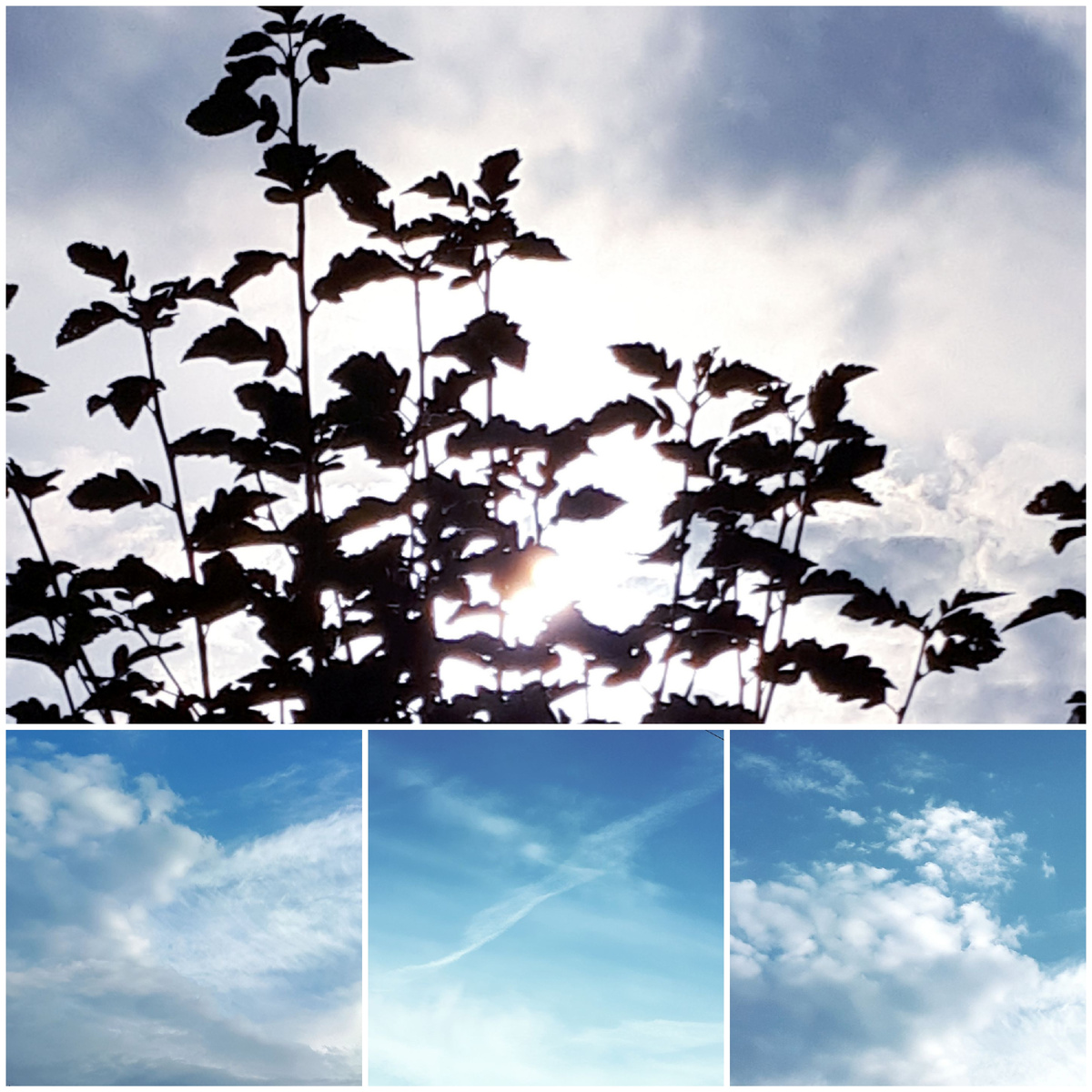 Коллаж автора 09.10.2025г.