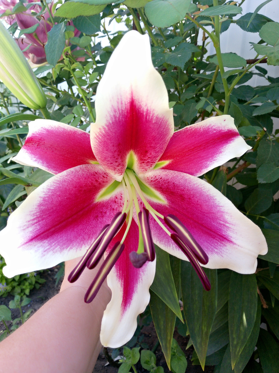 Восточная лилия