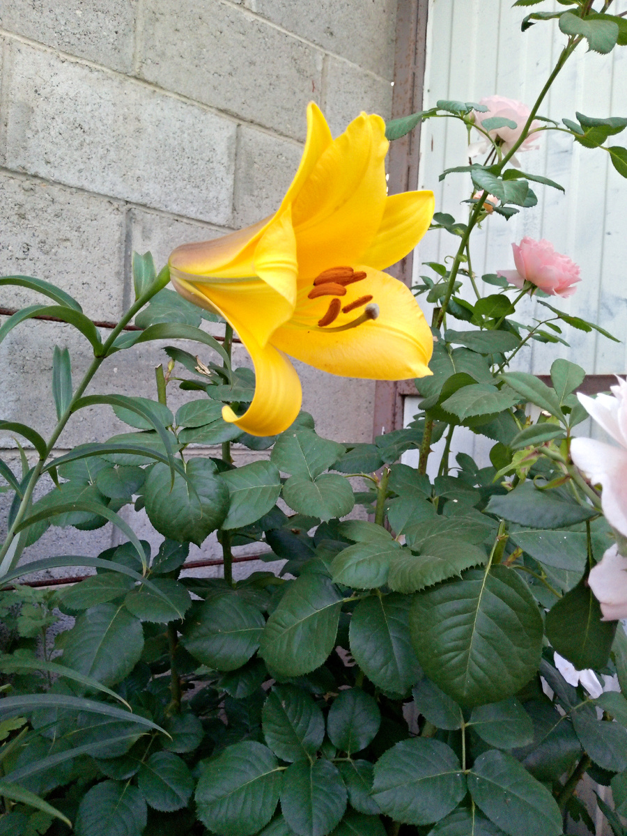 Трубчатая лилия