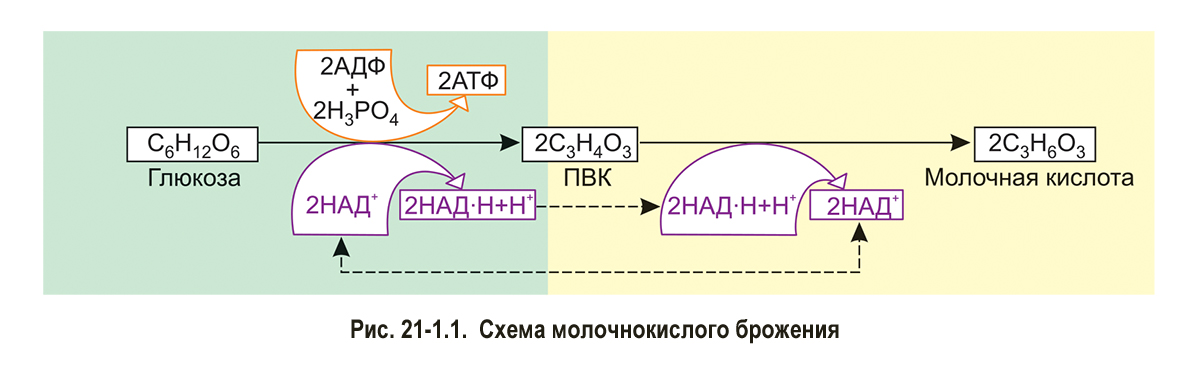 Глюкоза расщепляется до пировиноградной кислоты (ПВК), выделяя при этом небольшое количество энергии в виде 2 АТФ – это быстрая энергия для клетки. Кофермент НАД+ превращается в НАД·Н + Н+. Чтобы процесс продолжался, НАД+ должен регенерироваться.