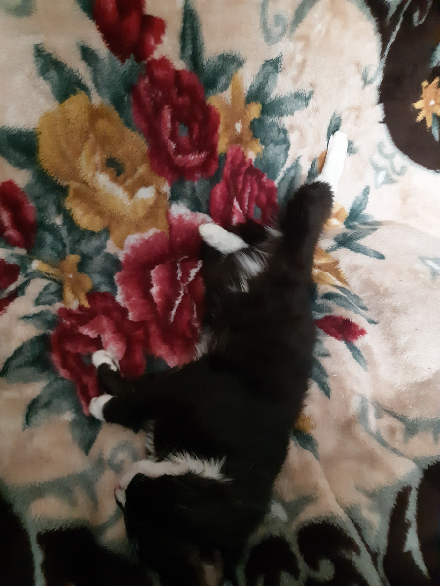 Разогнул лапы.