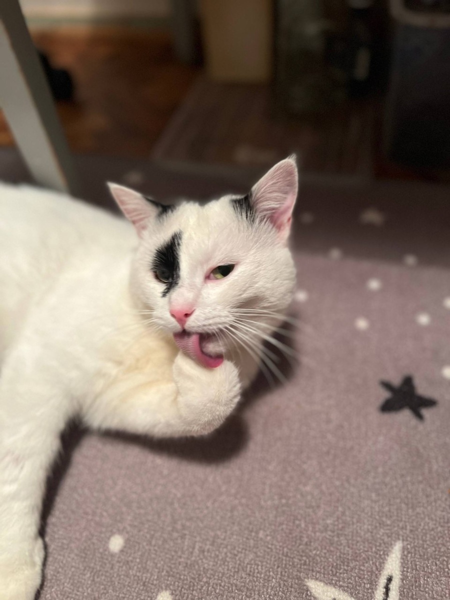 Хей, красотка, хочешь я подарю тебе звёзды? Или землеройку из-под дачного сарая?