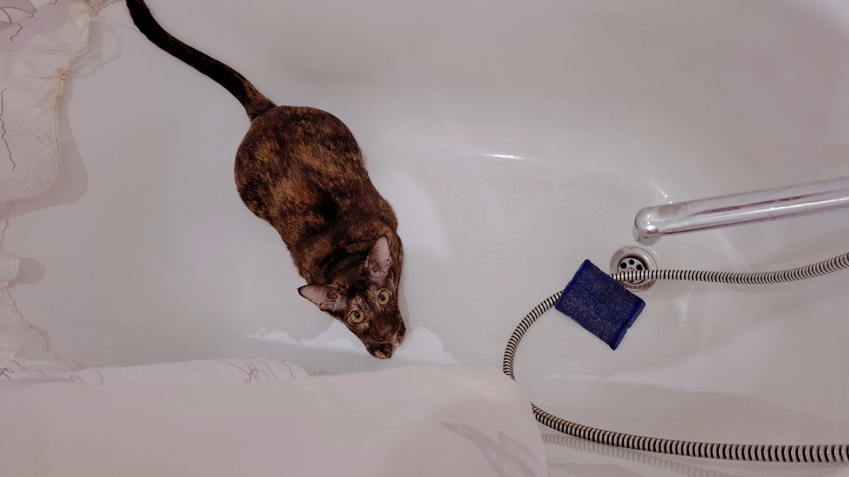 Мамаша, вот Вы перманентно орете, а я, между прочим, хочу помыть ванну. Сама не помою, так никто не помоет!