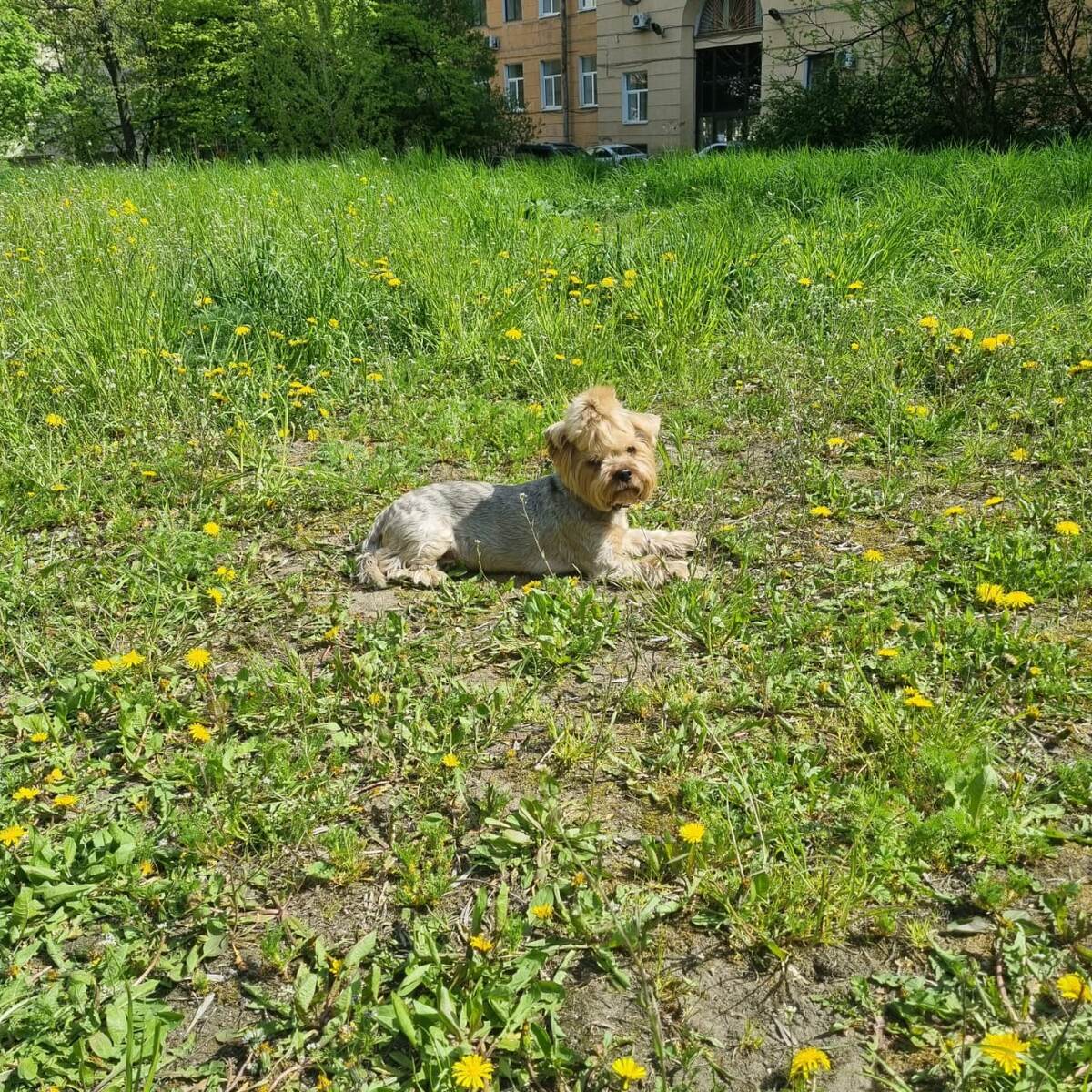 Лето - прекрасное время разнообразных цветочных ароматов.