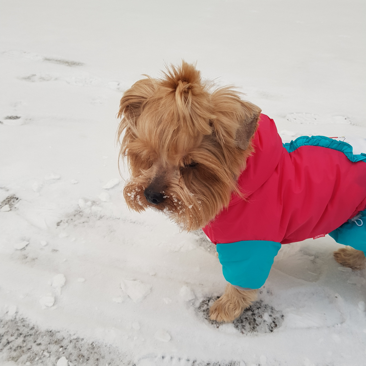 Зима - любимое время искать мышей под слоем снега